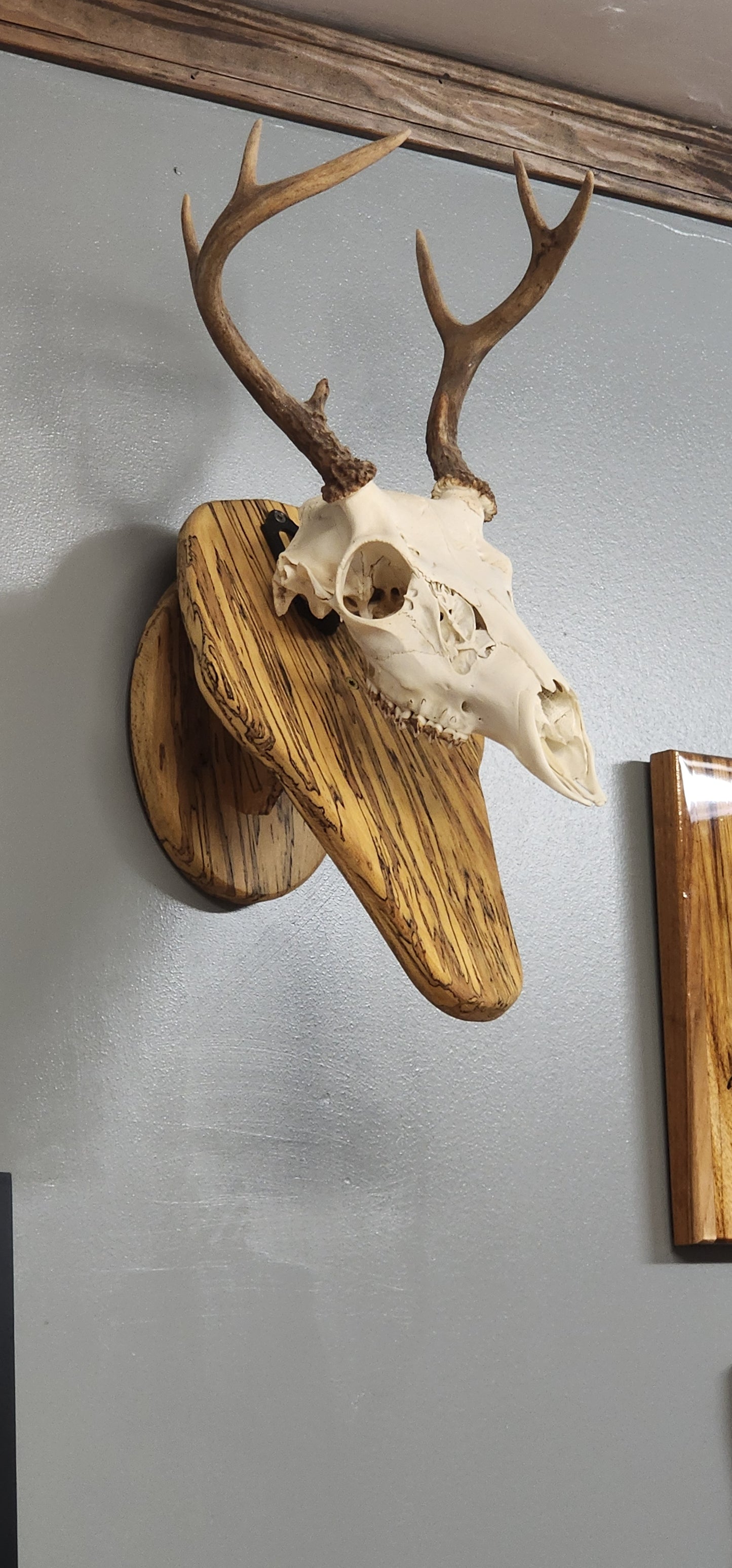 Deer skull mount