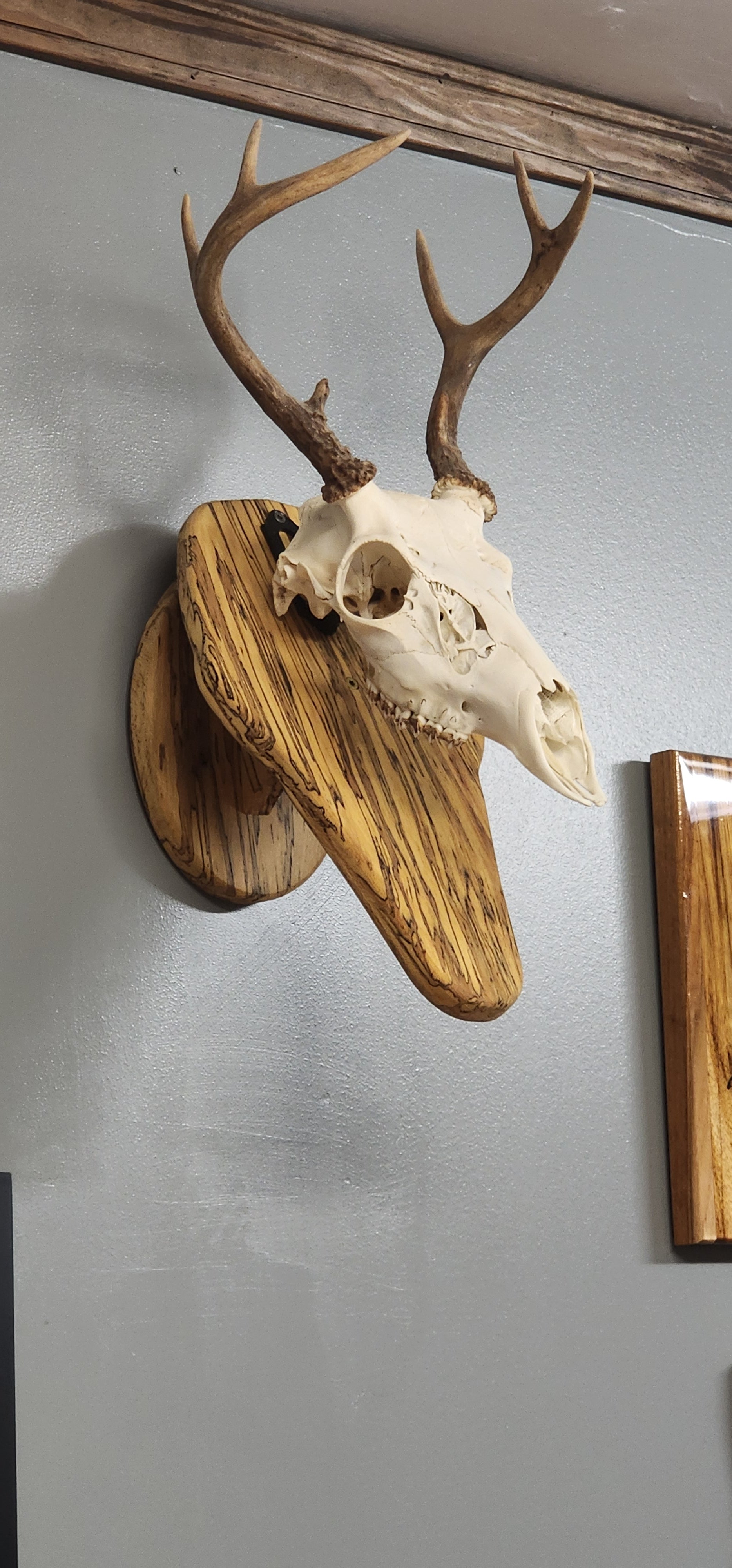 Deer skull mount