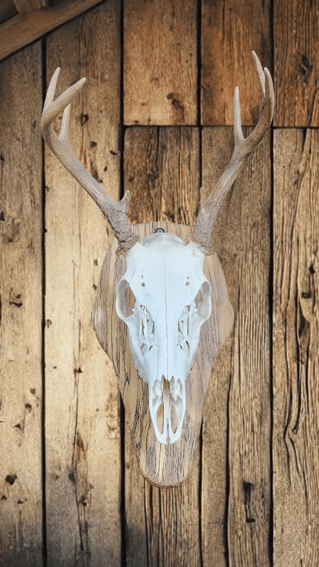 Rustic Hand Made Deer Skull Wall Mount - Hooyah Woodworks LLC